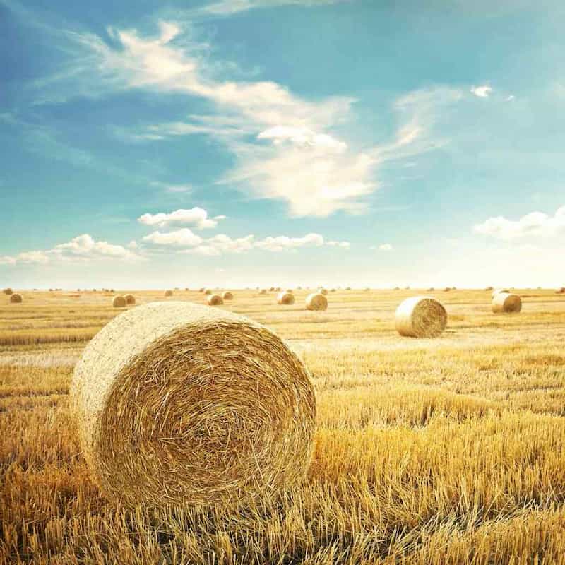 Hay bales in paddock
