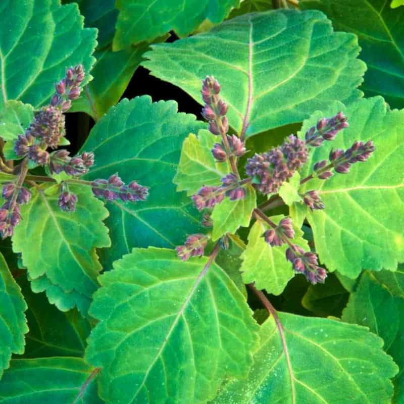 Patchouli