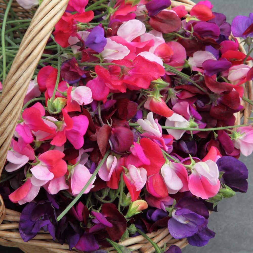 Sweet Peas flowers in basket