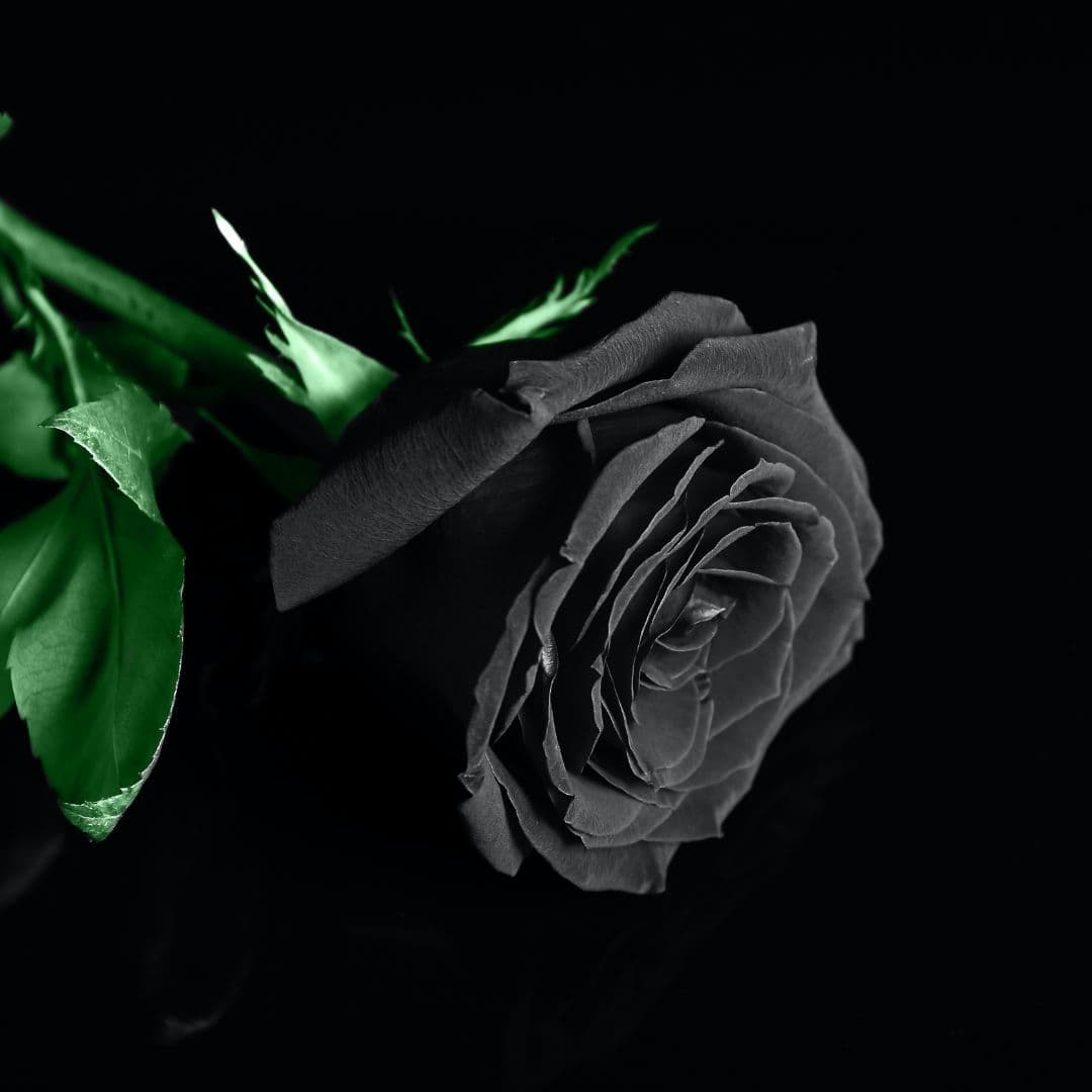 Black Rose with green stem