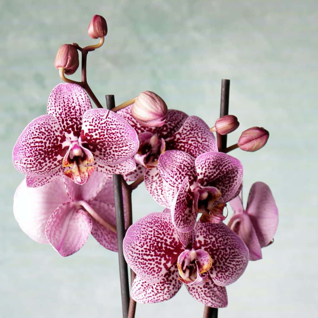 purple orchid flowers