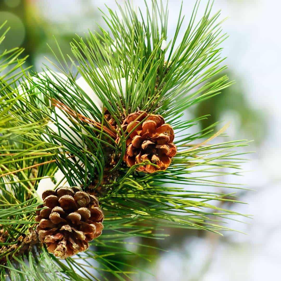 Pine cones and fir needles 