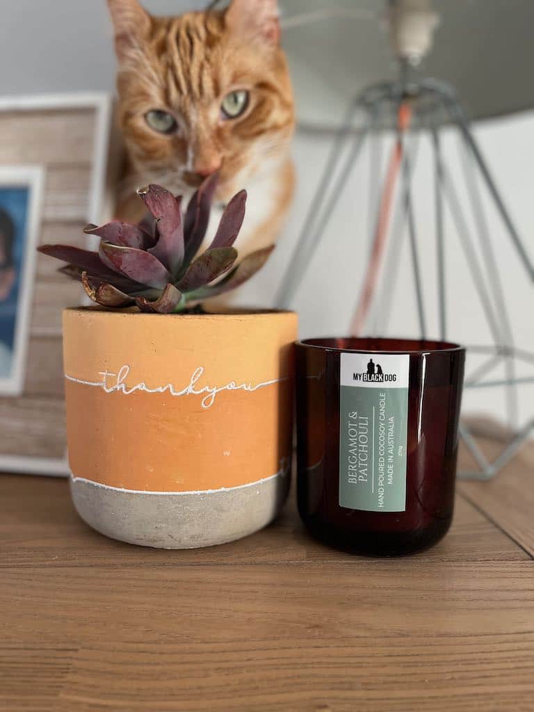 Bergamot & Patchouli CocoSoy Candle with pot plant and cat