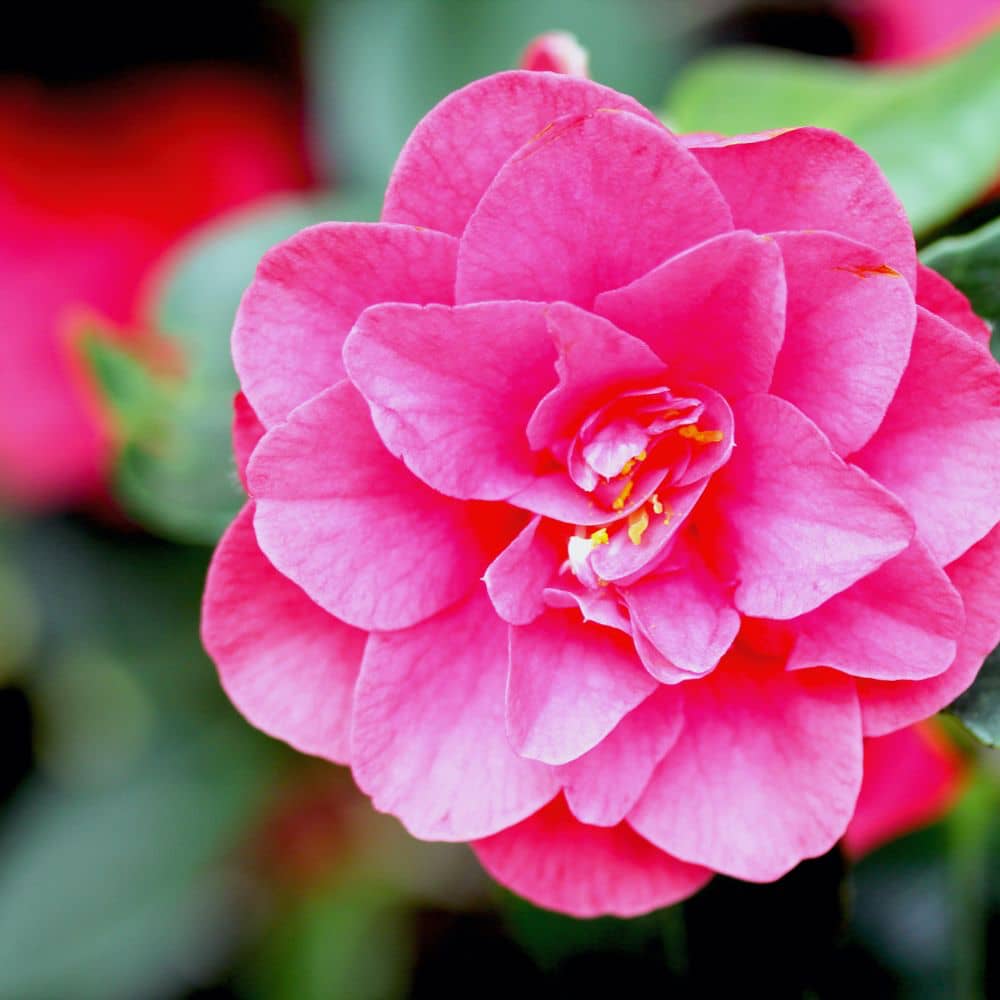 Pink Camellia Flower