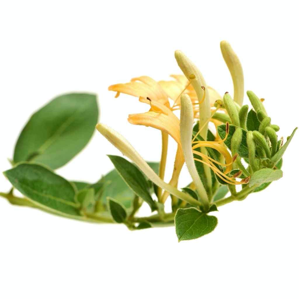 Japanese Honeysuckle flower