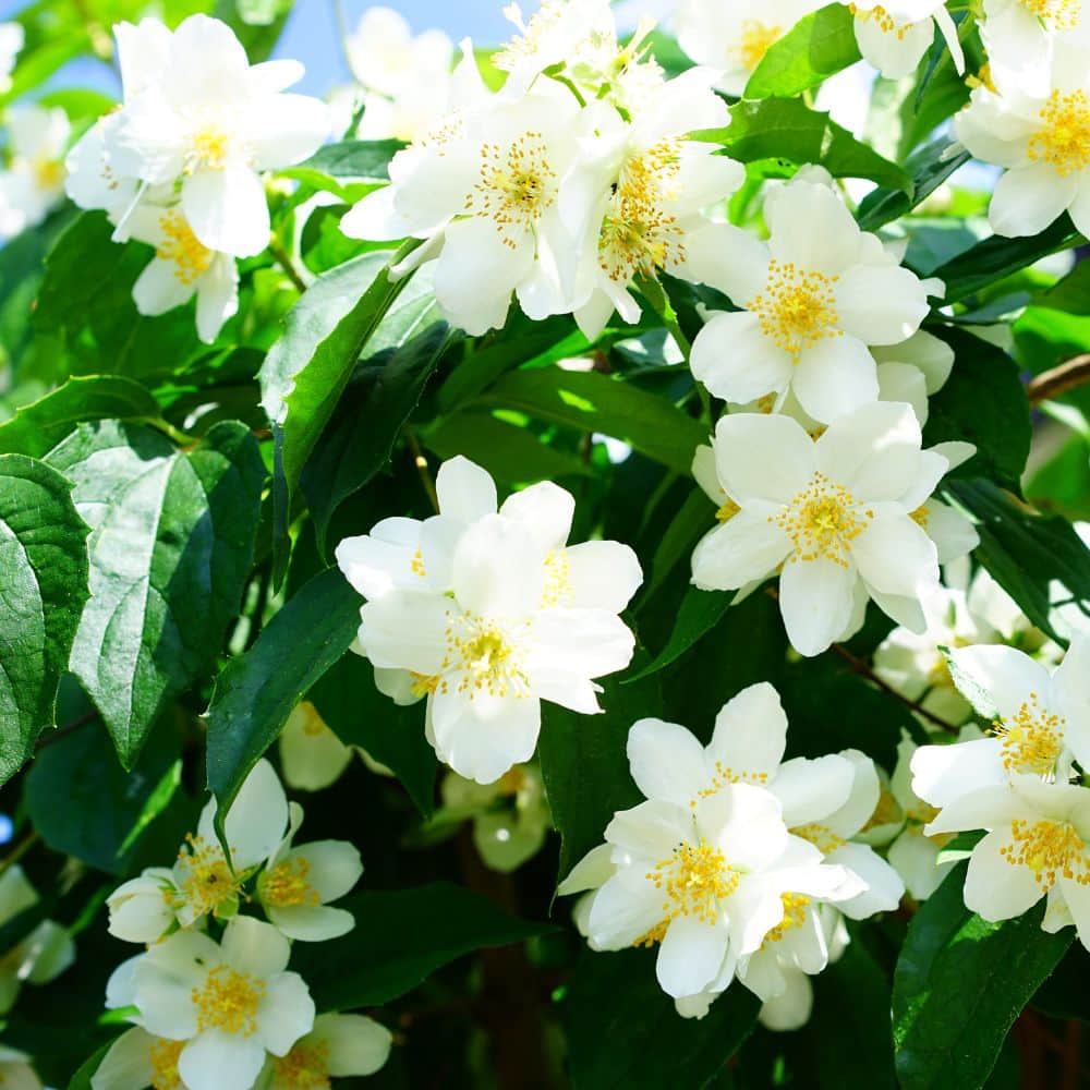 Jasmine flower bush