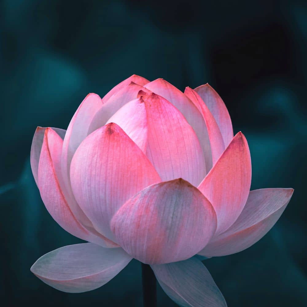 Pink Lotus Blossom